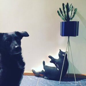 A black dog sits in the foreground facing the camera. Behind it, a curated display features a Cat - Cushion - Black on the floor and a green potted cactus on a stand against a light-coloured wall. Gate21.ee