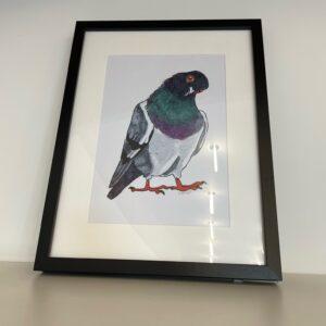 The OlevusArt Pigeon Print - K&Otilde;IK features a framed pigeon with iridescent green and purple neck feathers. Set in a black frame on a white background, it brings modern Estonian-inspired design to your space. Gate21.ee